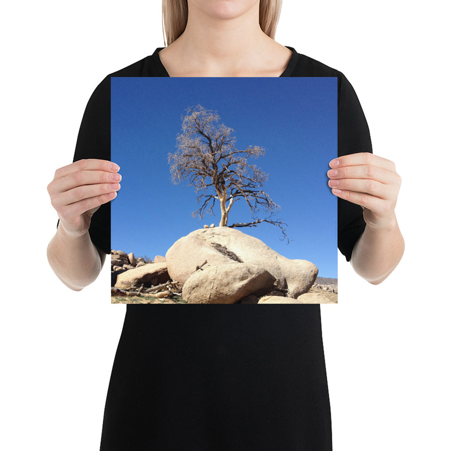 Joshua Tree - Photo Paper Print